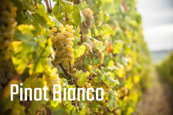 Pinot Bianco Altoatesino