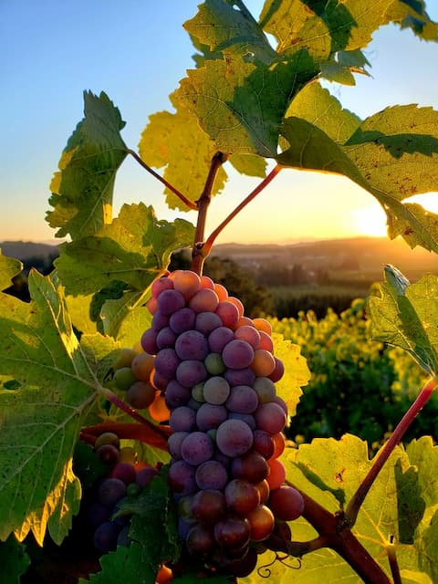 Schon die Farbe der Trauben verrät die Verwandtschaft mit dem Pinot Noir