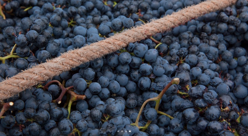 Weingut Ignaz Niedrist