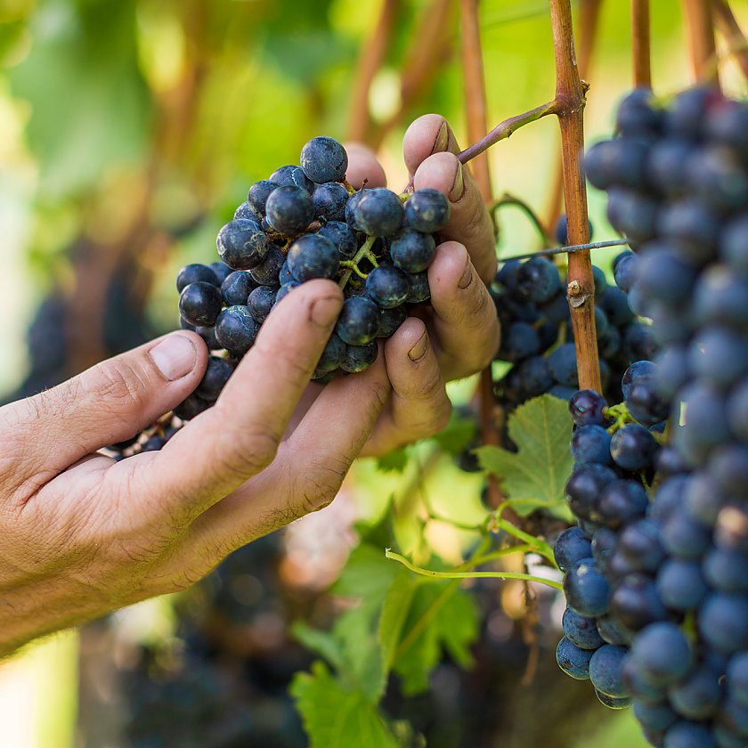Weingut Innerleiterhof