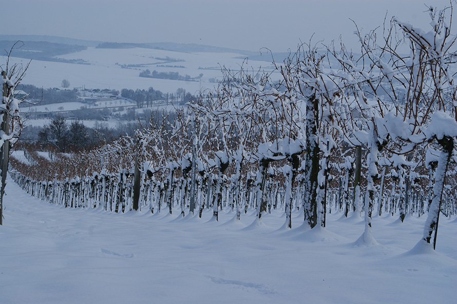 Weingut Josef Ehmoser