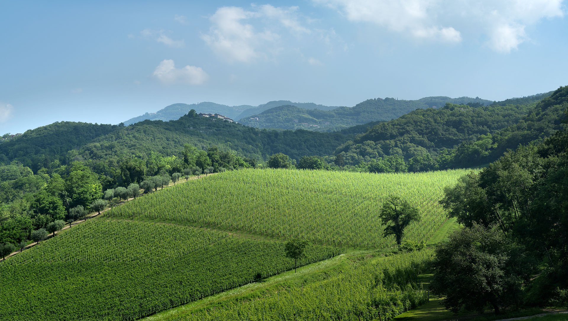 BERTANI DOMAINS SOCIETA AGRICOLA SRL