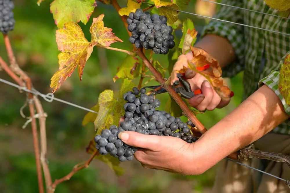 Weingut Prackfolerhof